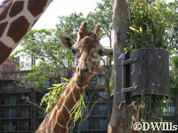 Giraffe