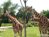 Giraffe