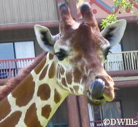 Giraffe