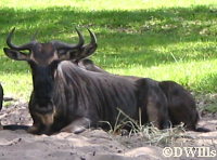 White-bearded Wildebeest