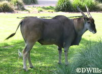 Eland