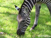 Grant's Zebra