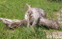 Ostrich on the Sunset Savanah