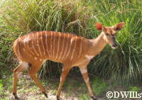 Bongo