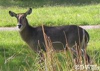 Waterbuck