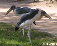 Marabou Stork