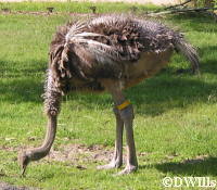 Ostrich