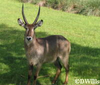 Waterbuck