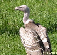 Ruppel's Griffon Vulture