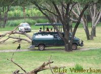 Transport Van on the Savanah