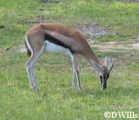 Thomson's Gazelle
