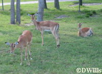 Impala
