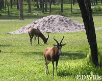 Blesbok