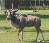 Greater Kudu