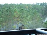 Wilderness Lodge Accessible Room Photographs