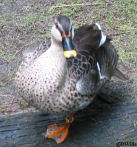Duck