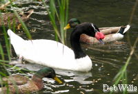 Black Neck Swan