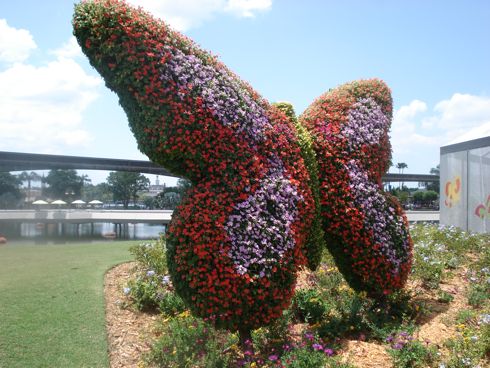 butterfly.jpg