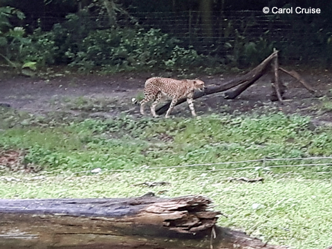 Cheetah