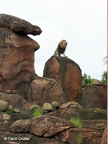 Lion