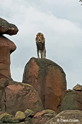 Lion