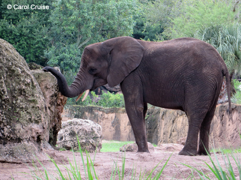 Close-up with the elephants