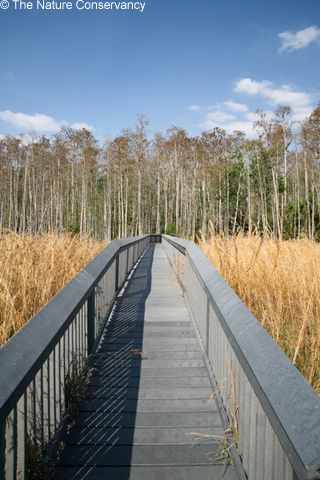 Boardwalk