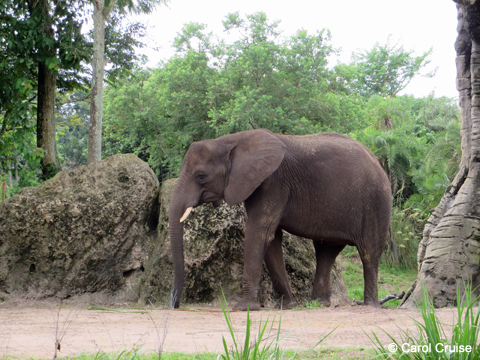 Elephant