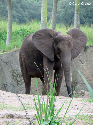 Elephant