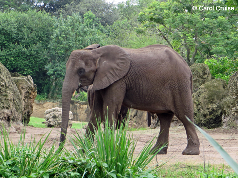 Elephant