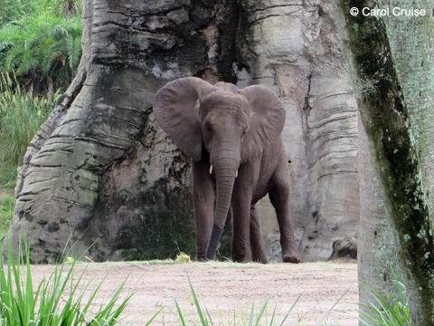 Elephant