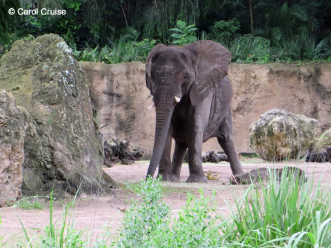 Elephant