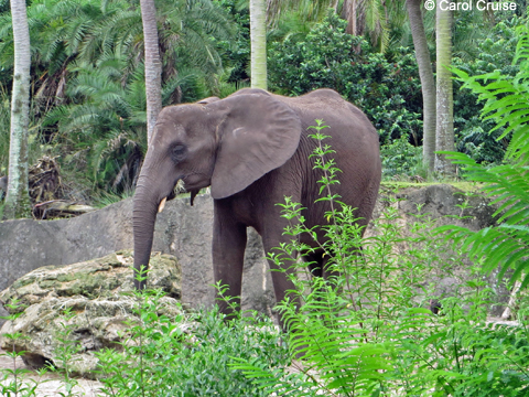 Elephant