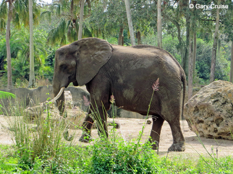 Elephant