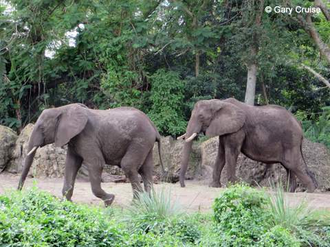 Elephants on parade