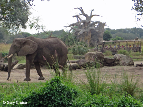 Elephant and safari truck