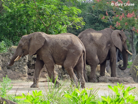 Two elephants