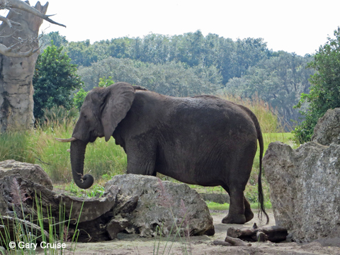 Elephant