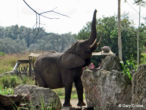 Elephant