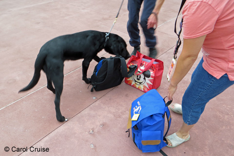Max the security dog