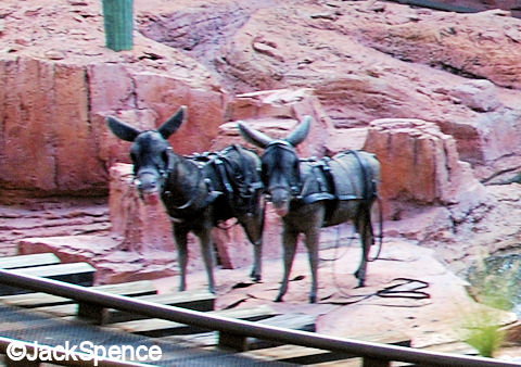 Donkeys