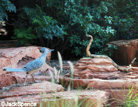 Roadrunner and Rattlesnake