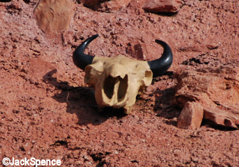Cow Skull