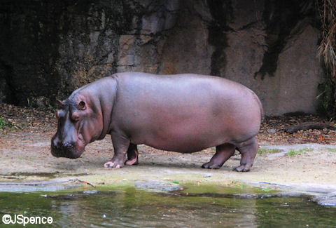 Hippo