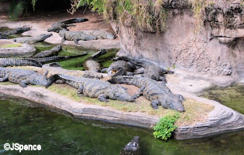 Crocodile 