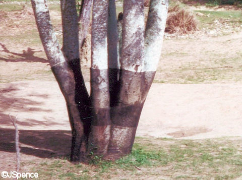 Tree with Wire Netting