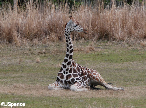 Giraffe