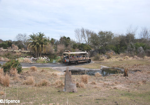Savannah