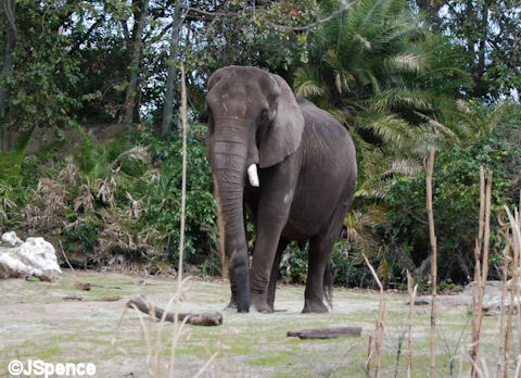 Elephant