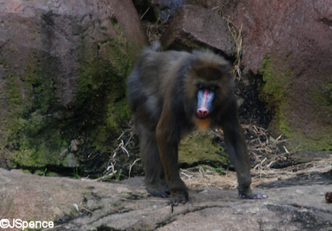 Mandrill